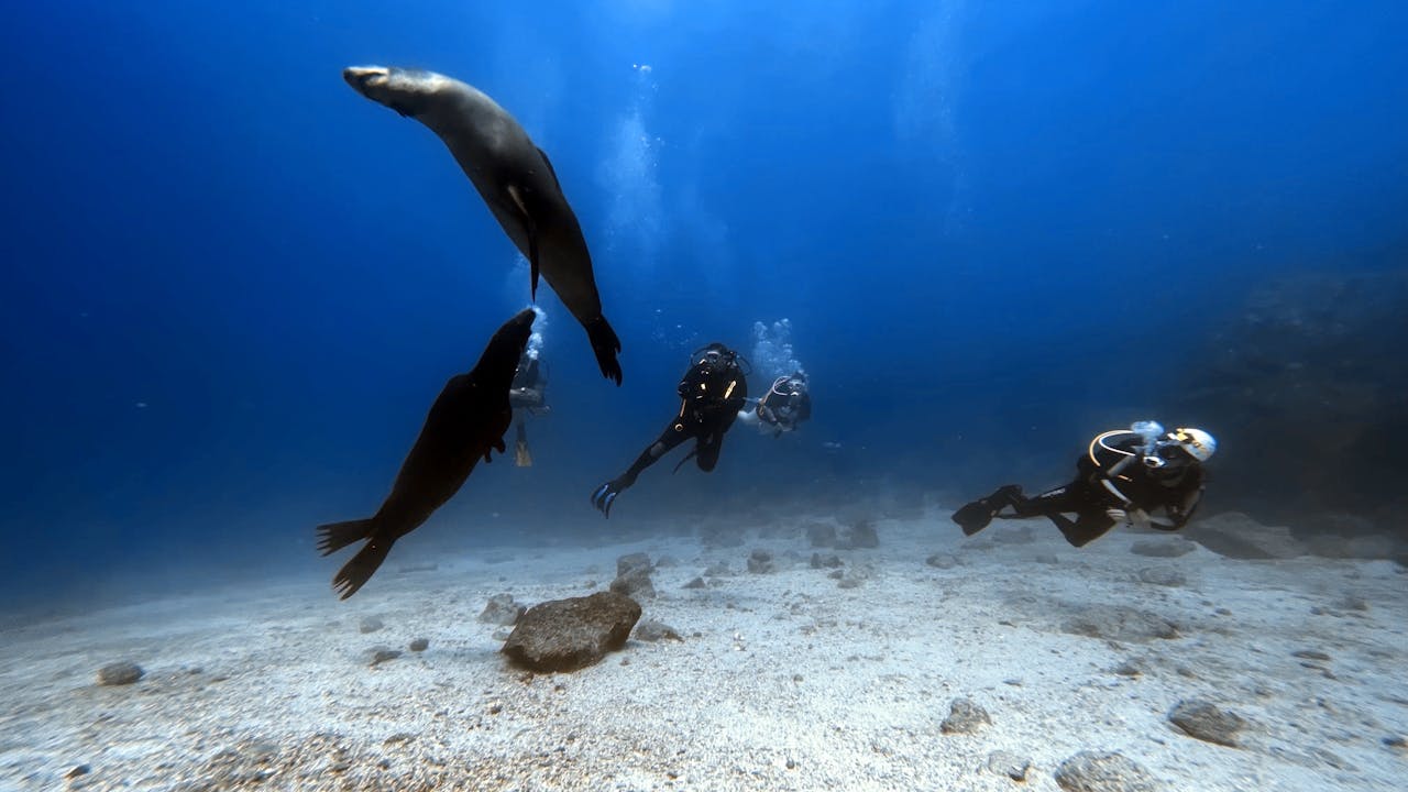 Divers interact with playful seals in a vivid underwater scene, showcasing marine life.