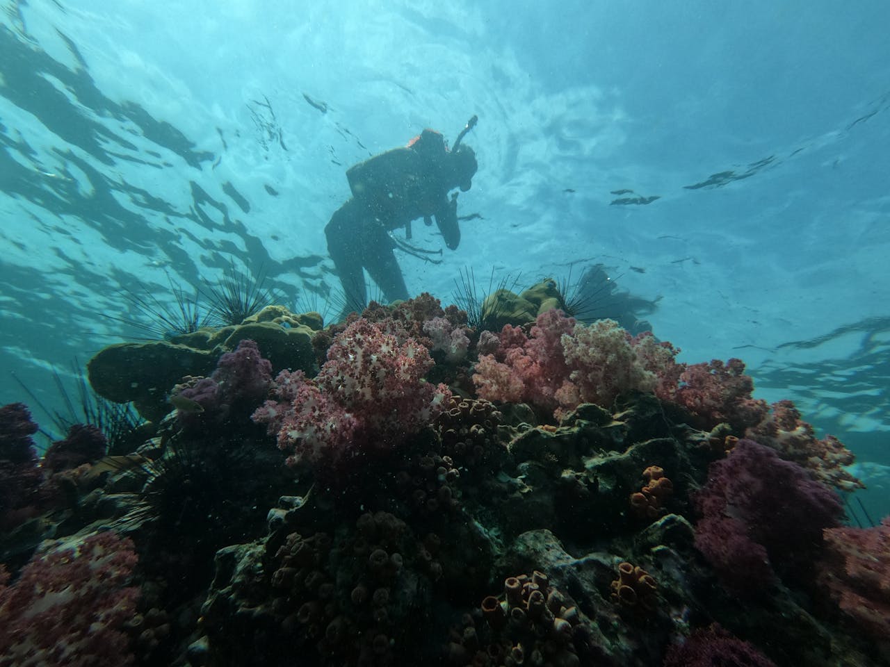 A scuba diver explores a vibrant coral reef underwater, showcasing marine biodiversity.